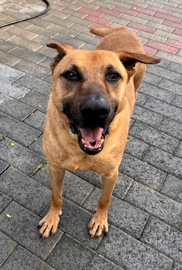 ARGO SPERA SEMPRE IN UNA BELLA ADOZIONE Foto 3